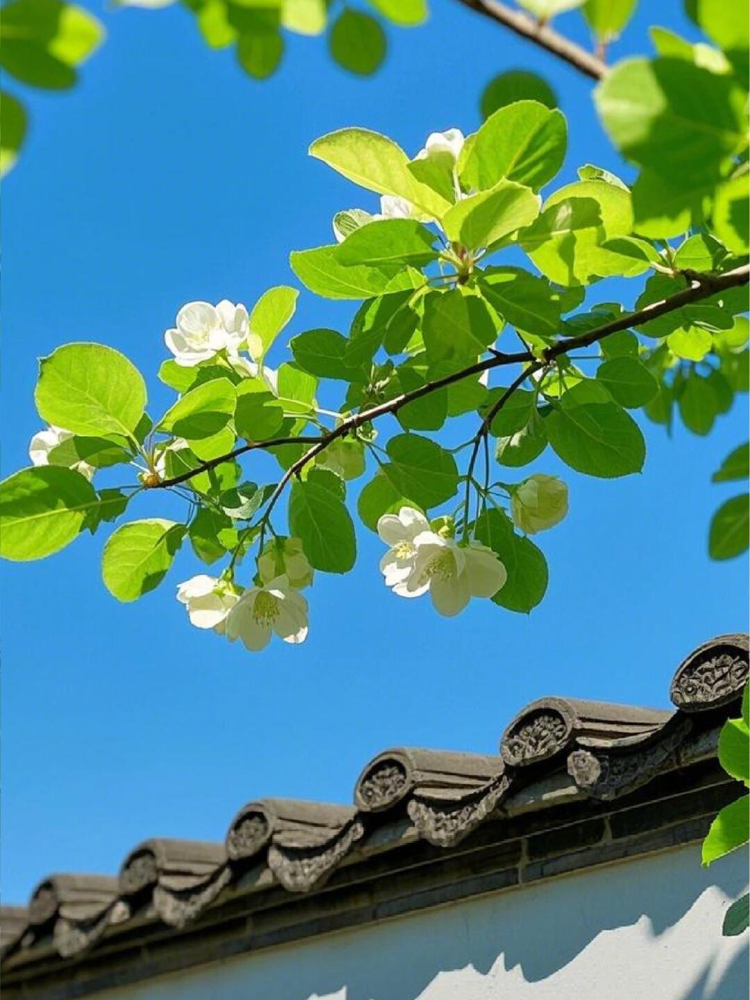 漂亮的绿色海棠当然要分享给你呀