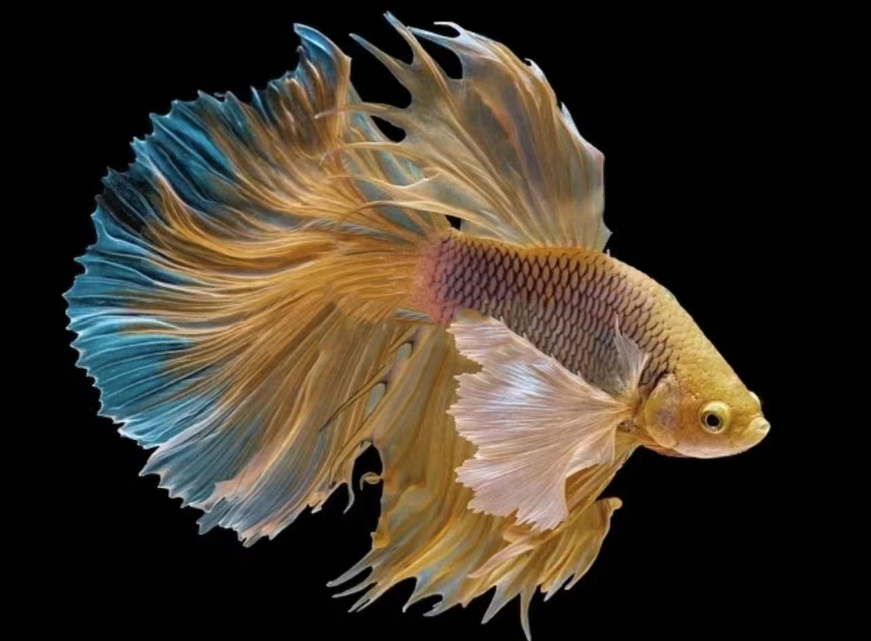 创意美术——斗鱼写生 工作室斗鱼照片写生课程,附照片素材 2h左右 1.