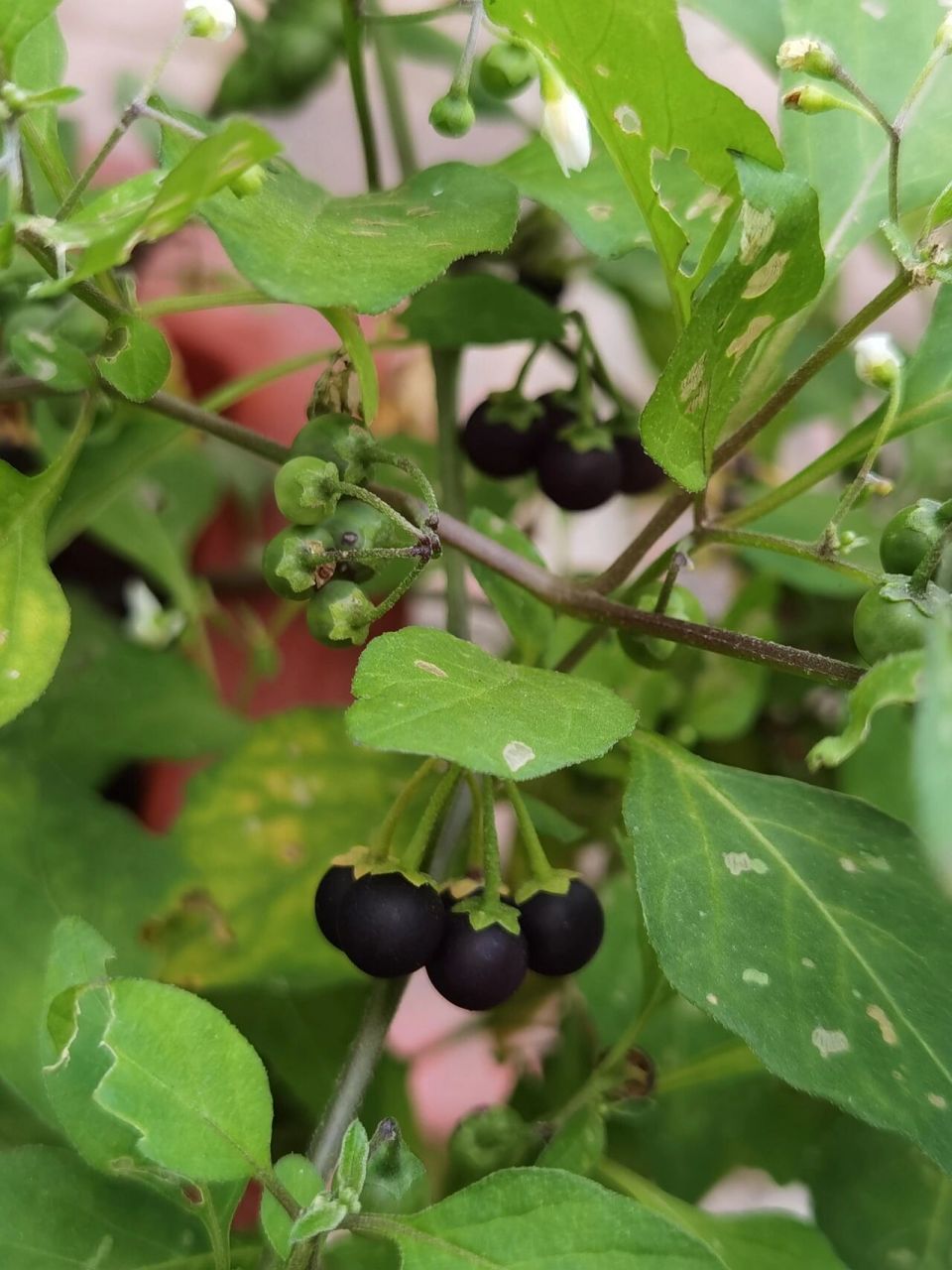 黑龙江常见野生水果 这种野生浆果在我们这里叫黑悠悠,有的地方叫黑