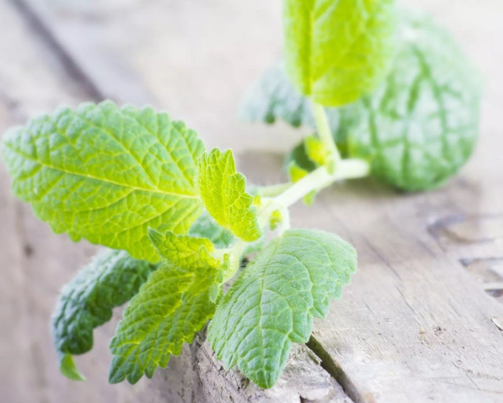 66香蜂草 香蜂草是唇形科 别名:蜜蜂花(bee balm),柠檬香脂草(lemon