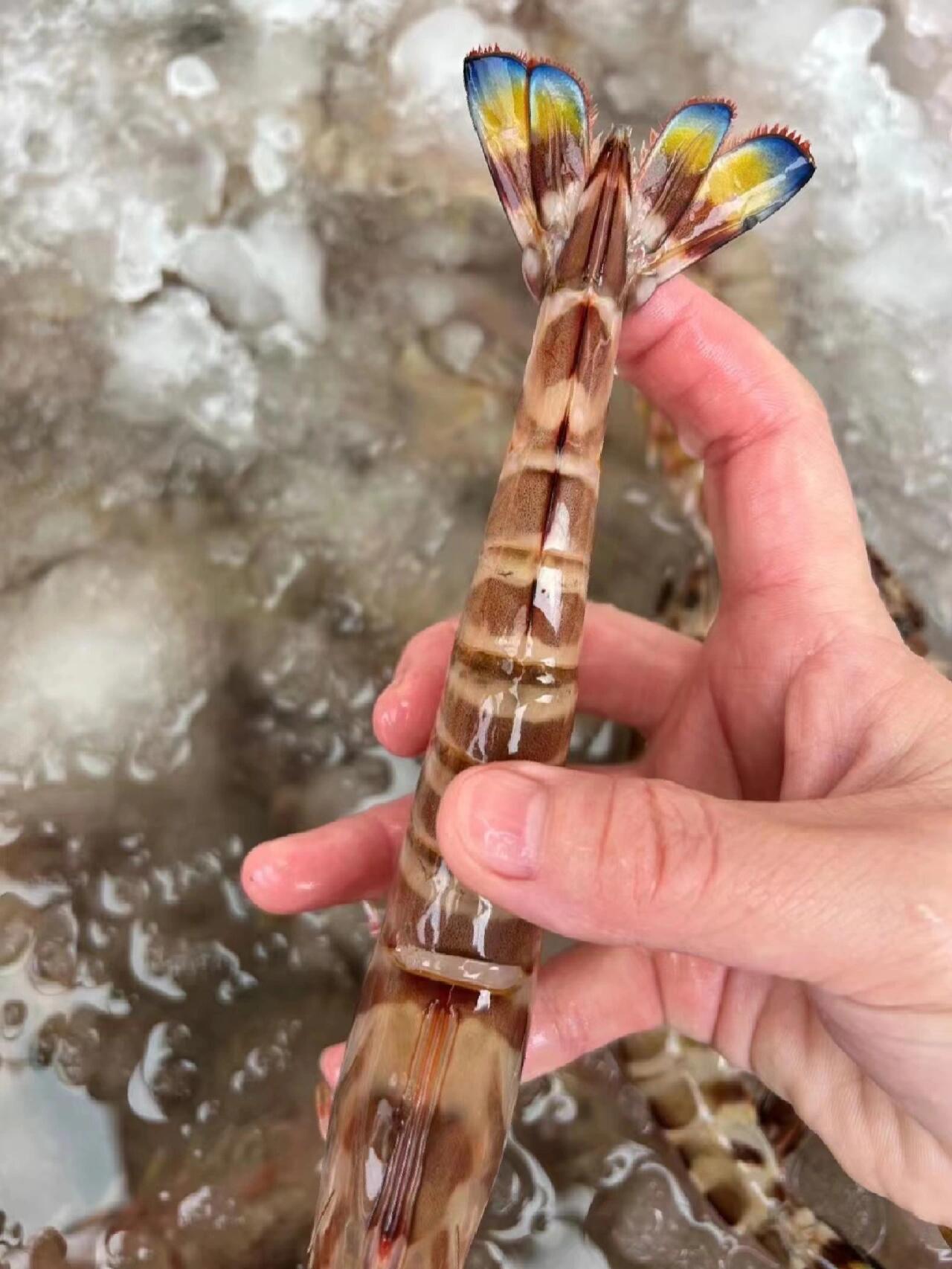 野生斑节虾|也叫竹节虾 九节虾