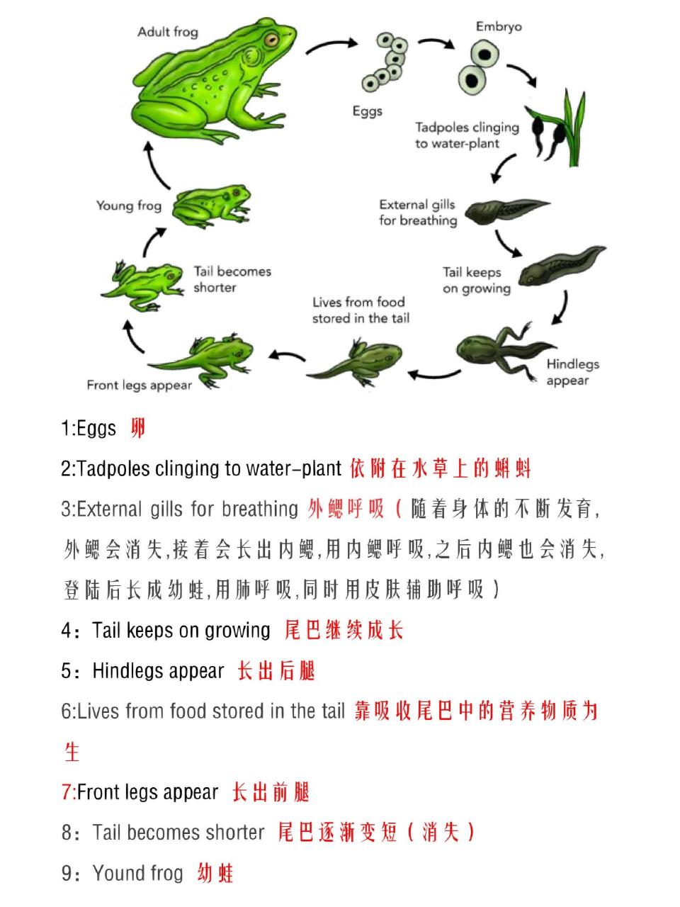 自然科普 青蛙的生命周期      90 1:eggs 卵 2:tadpoles clinging