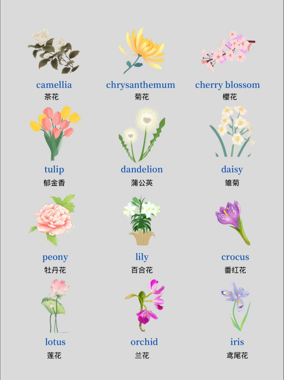 一起康康吧…… camellia 茶花 tulip 郁金香 dandelion 蒲公英