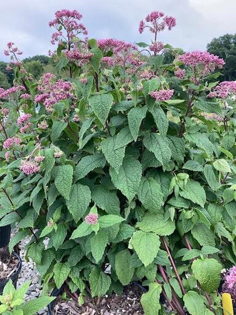 斑茎泽兰"小乔"eupatorium  	 中文名:斑茎泽兰"小乔" 品种名