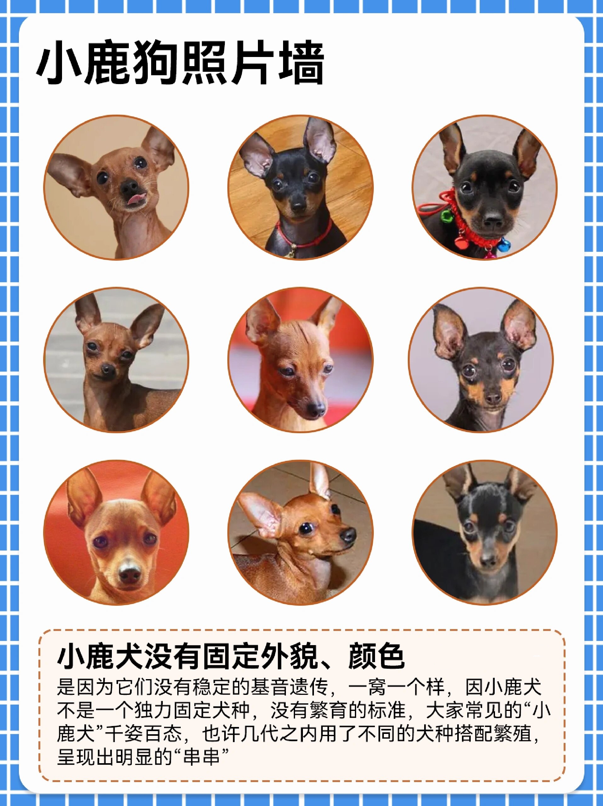 集优雅帅气,可爱俏皮于一身的狗狗—小鹿犬