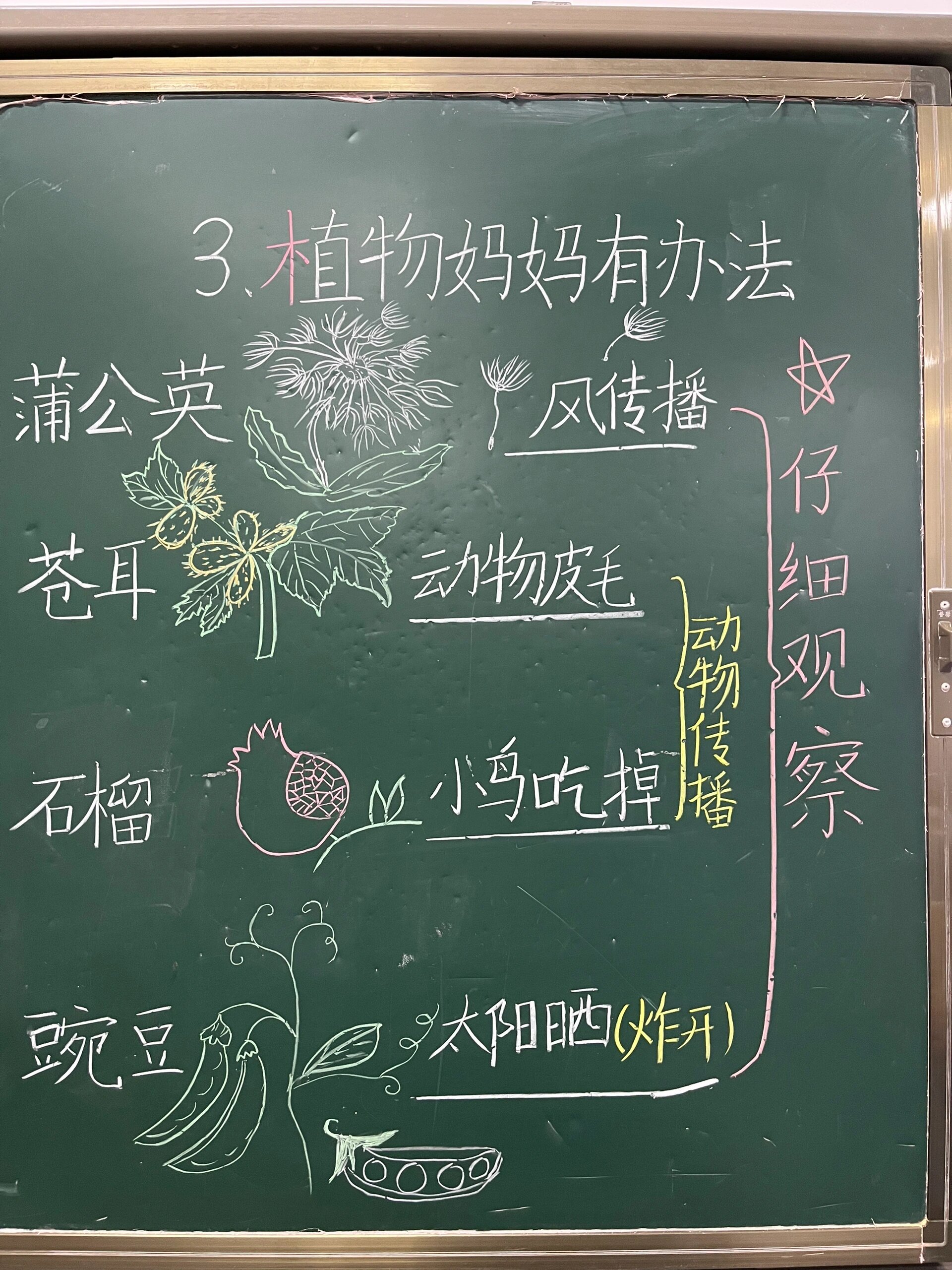 3.植物妈妈办法 板书设计