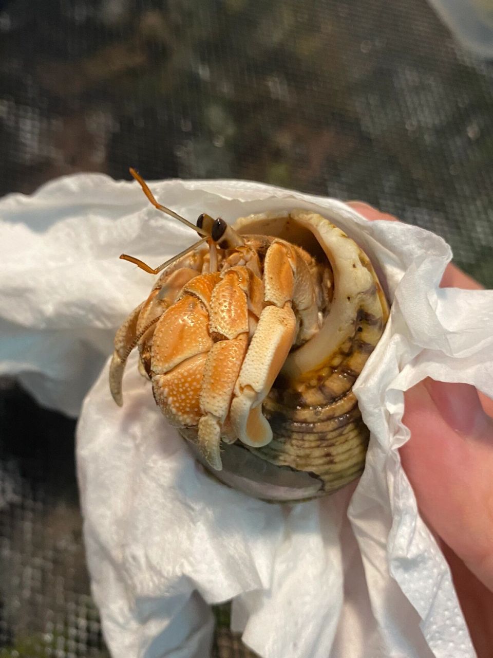 寄居蟹📝新蟹到齐 里拉太好看了吧 第一次养里拉,这个颜色太仙了好