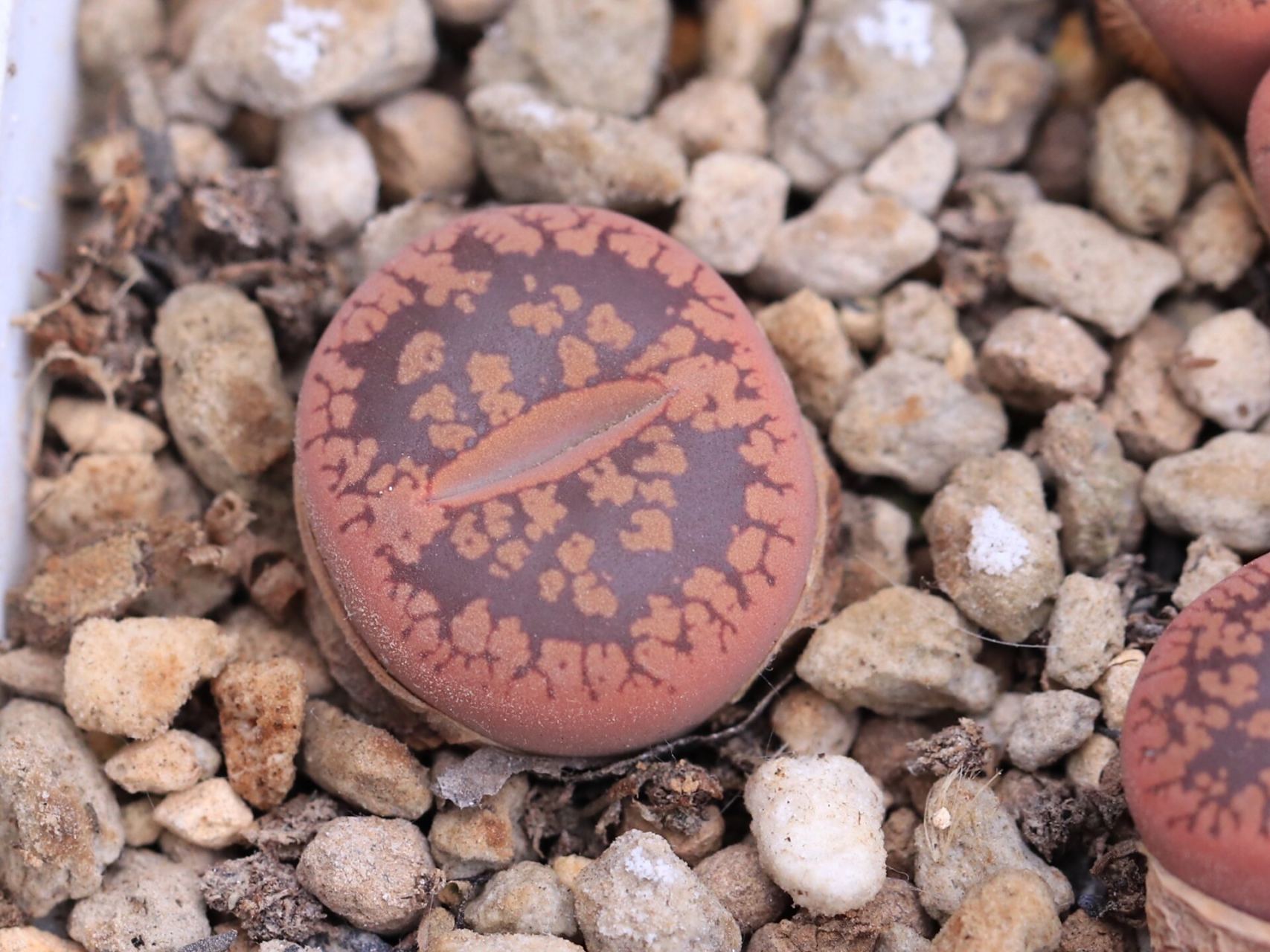 20%】生石花学习笔记一日轮玉 日轮玉,国内最流行的生石花之一,尤其是