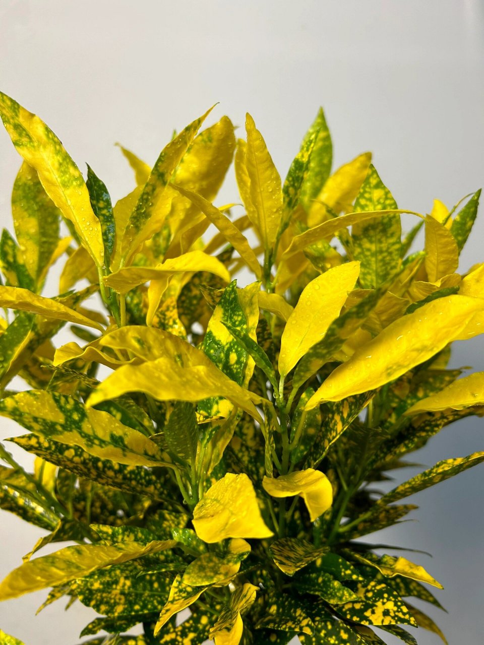 黄金万两 树如其名 黄灿灿太漂亮了