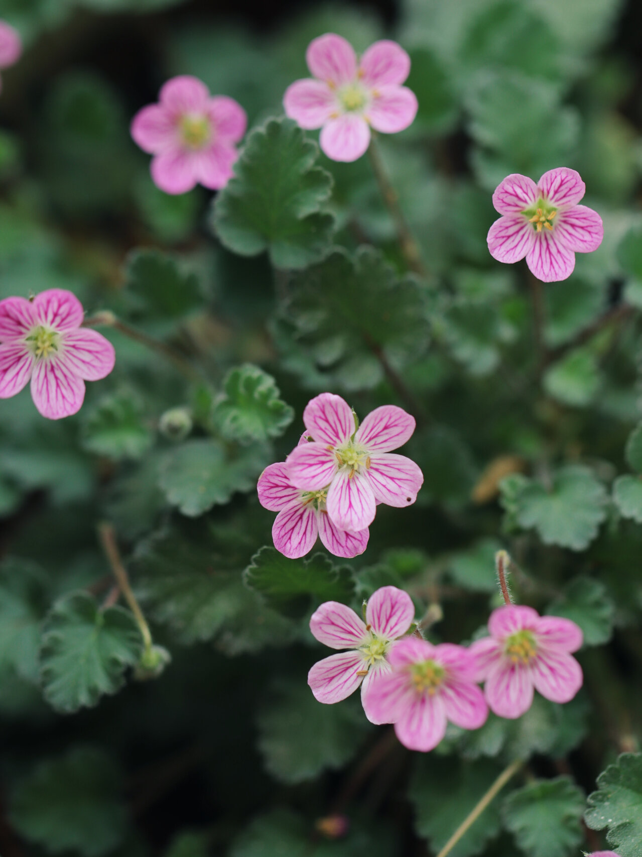 姬风露草,乖萌小玫花 姬风露草,日本山野草 微型植物,植株矮小 四季