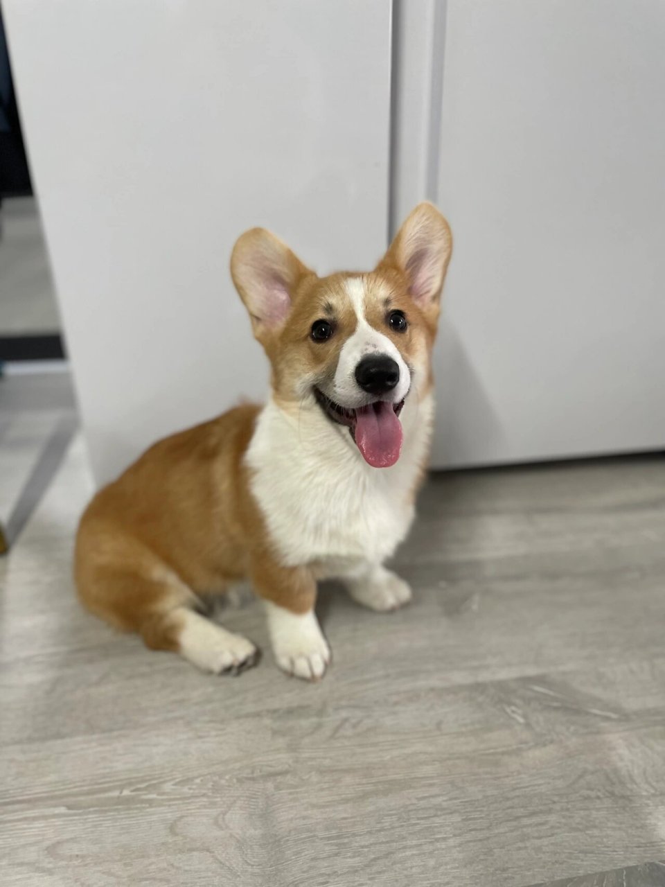 柯基弟弟5个多月,在家乱尿乱拉,实在头疼 我家狗狗目前五个月零七天