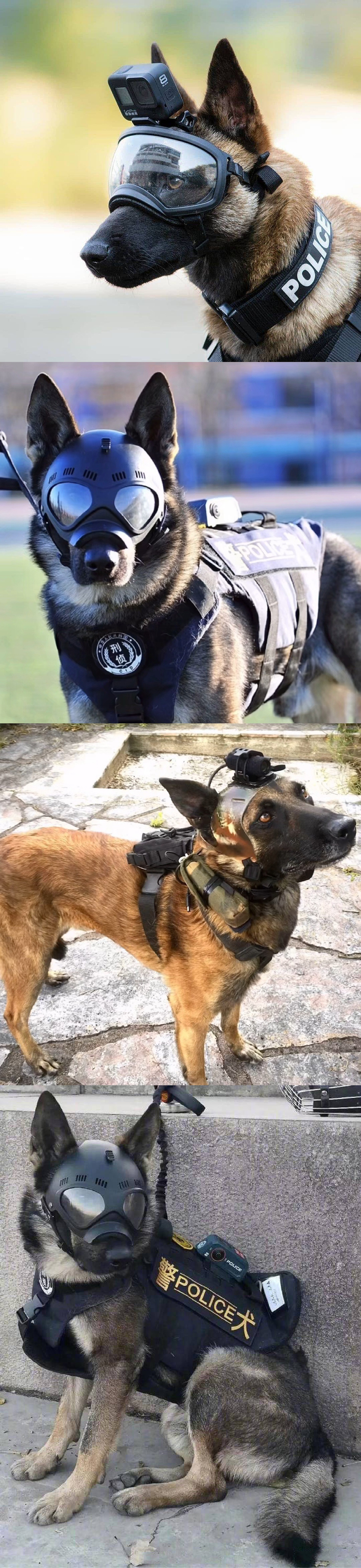 一整个被我们的警犬帅到!