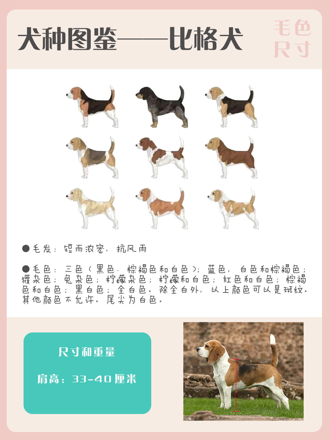 犬种图鉴——比格犬(史努比原型狗狗