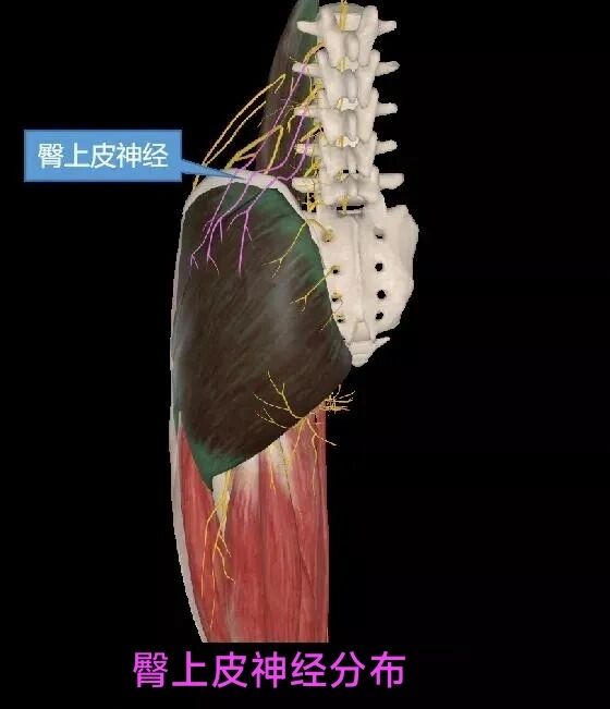 臀上皮神经炎 如果你一侧臀部和或下腰部疼痛,部分人可能伴有腿部疼痛