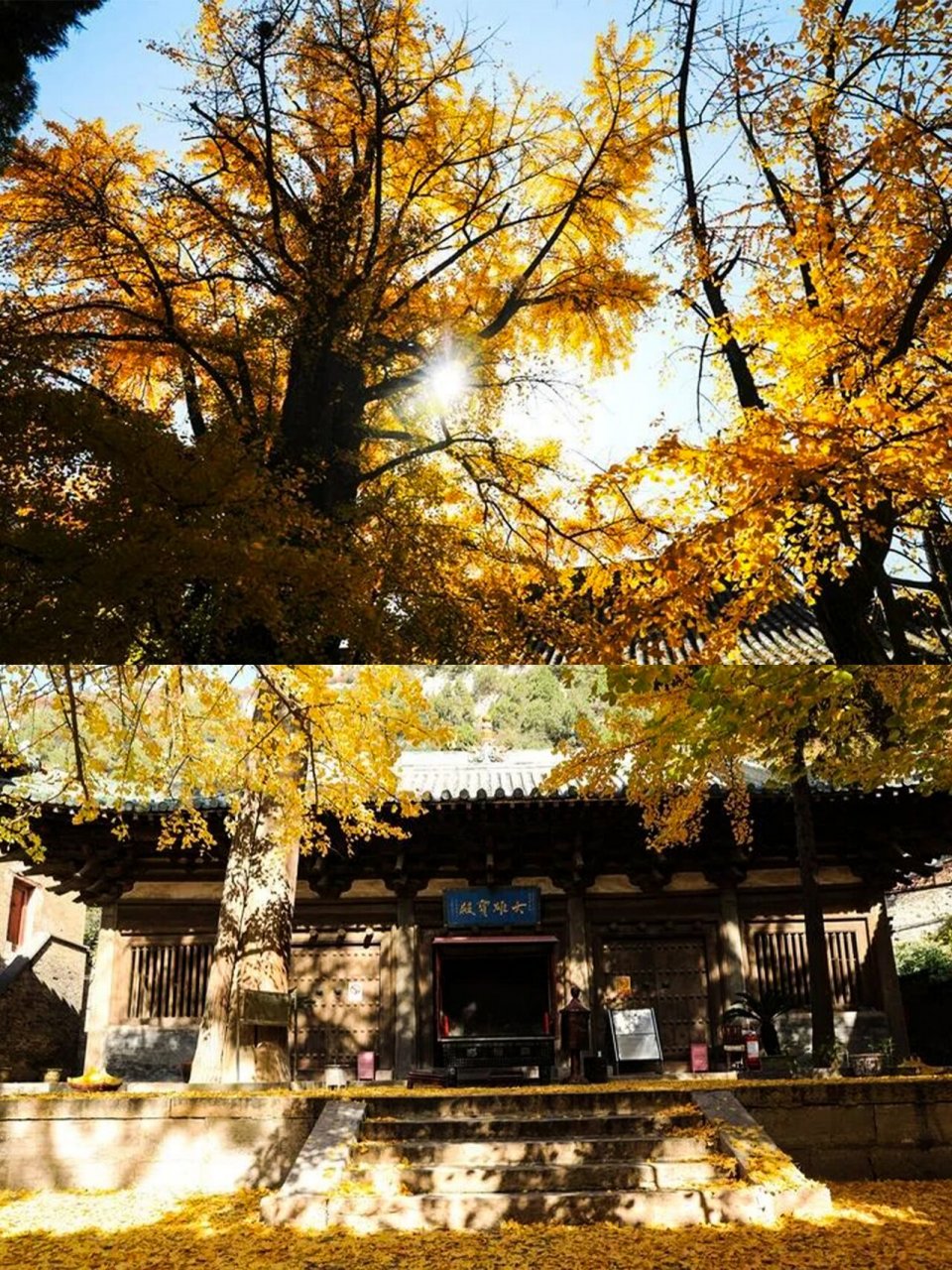 古韵泽州 又是一年银杏季 青莲寺,初名硖石寺,位于山西省晋城市区东南