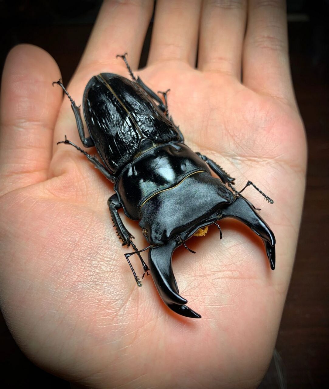 中国大锹甲的标本修复～ 王翦血统的北峰中国大锹,牙厚体宽,比例很棒