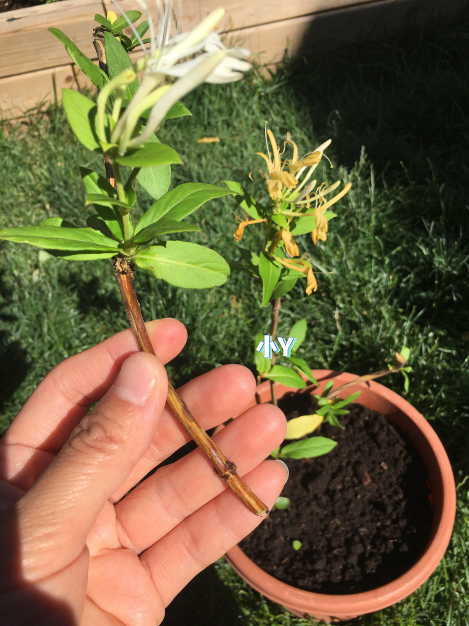 又来一波金银花扦插 从邻居姐姐那儿拿回来的金银花枝条剪了几段来