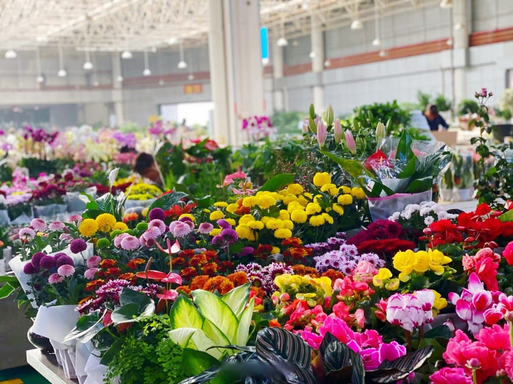 全国每10枝鲜切花有7枝来自斗南#【亚洲最大的鲜切花交易市场 昆明