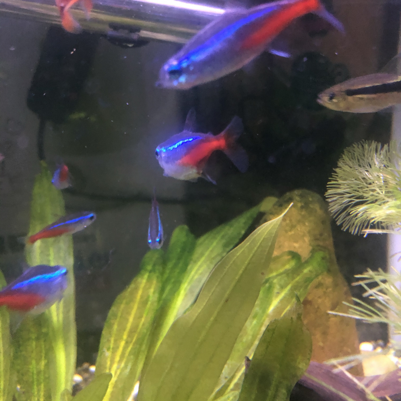 红绿灯鱼繁殖 谁繁殖过红绿灯,求办法!