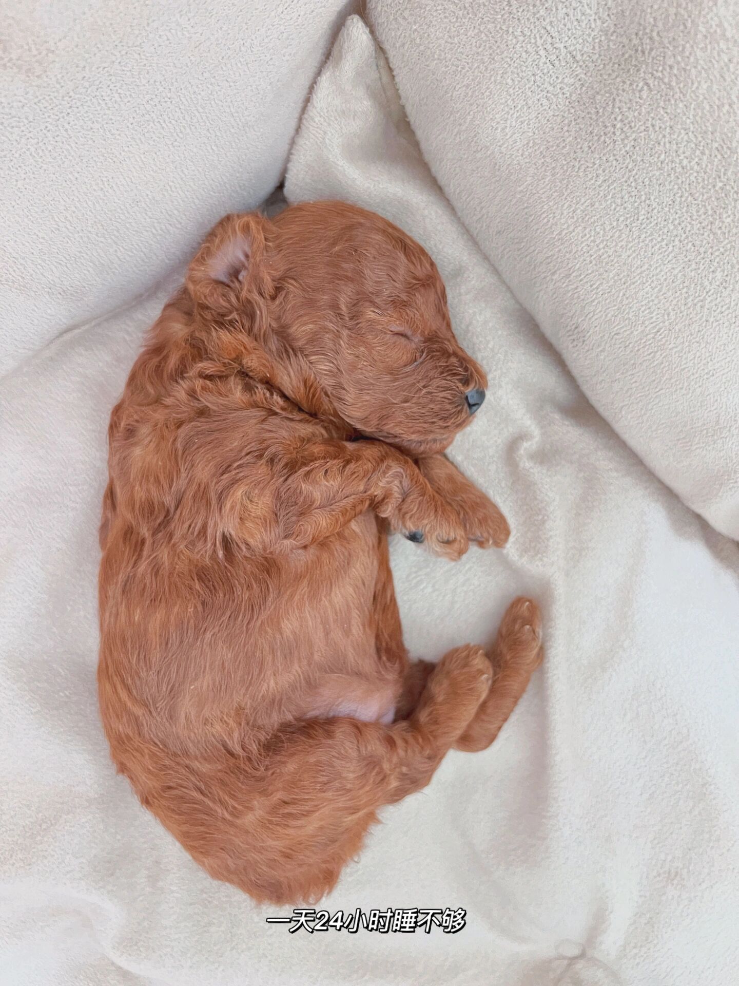 刚出生|可爱泰迪宝宝93 小泰迪进化史 9月23日—9月30日的状态 12天