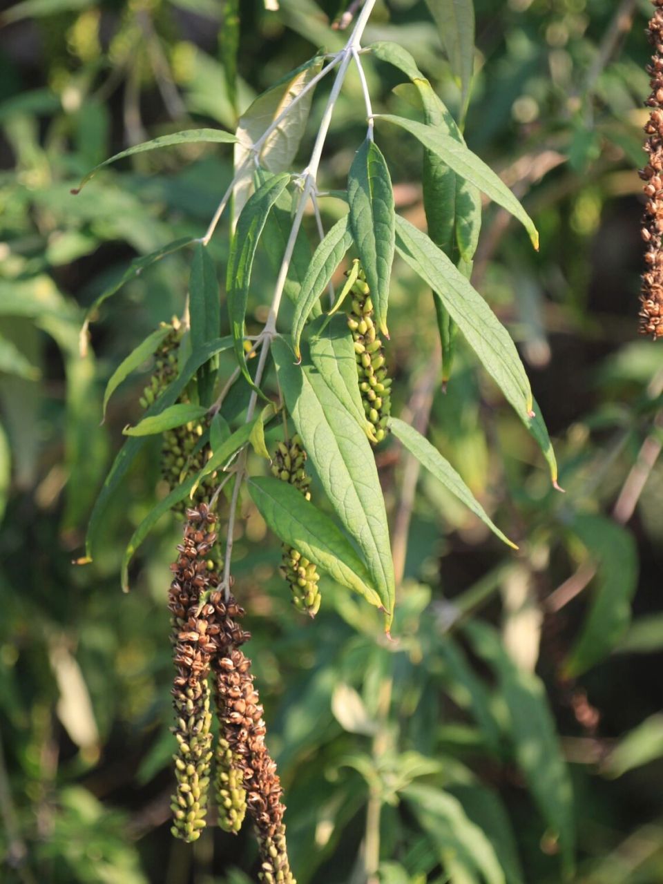 白背枫buddleja asiatica 玄参科 scrophulariaceae 醉鱼草属