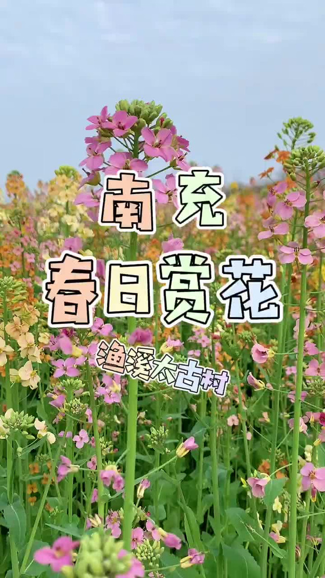 南充渔溪镇油菜花地址图片