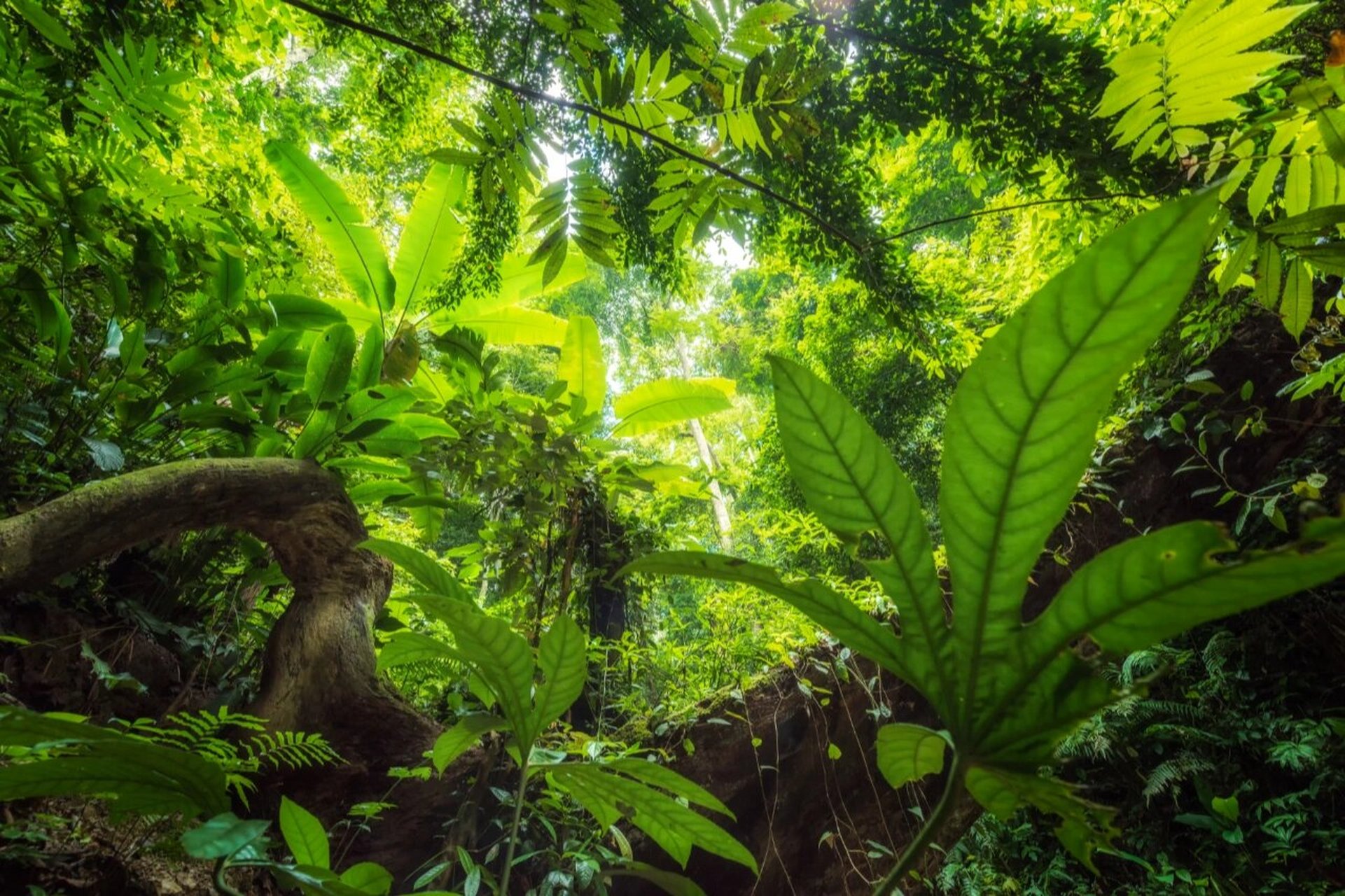看似杂乱的热带雨林   拍摄于西双版纳原始森林公园,看起来杂乱无章的