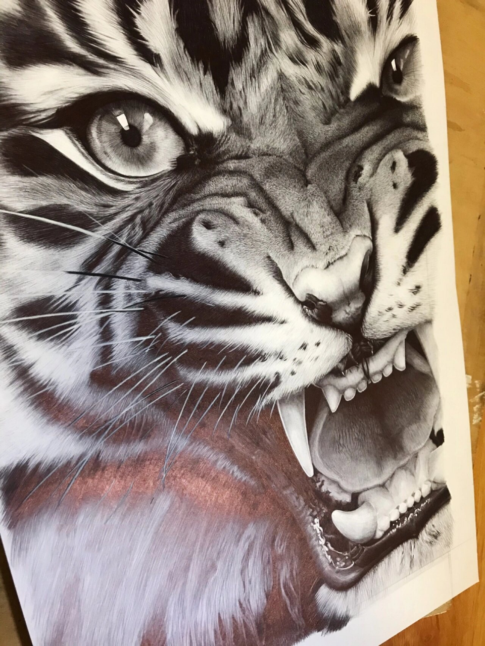 超写实 圆珠笔画 老虎 动物 这张画是第三张,因为前两张画坏了一张是