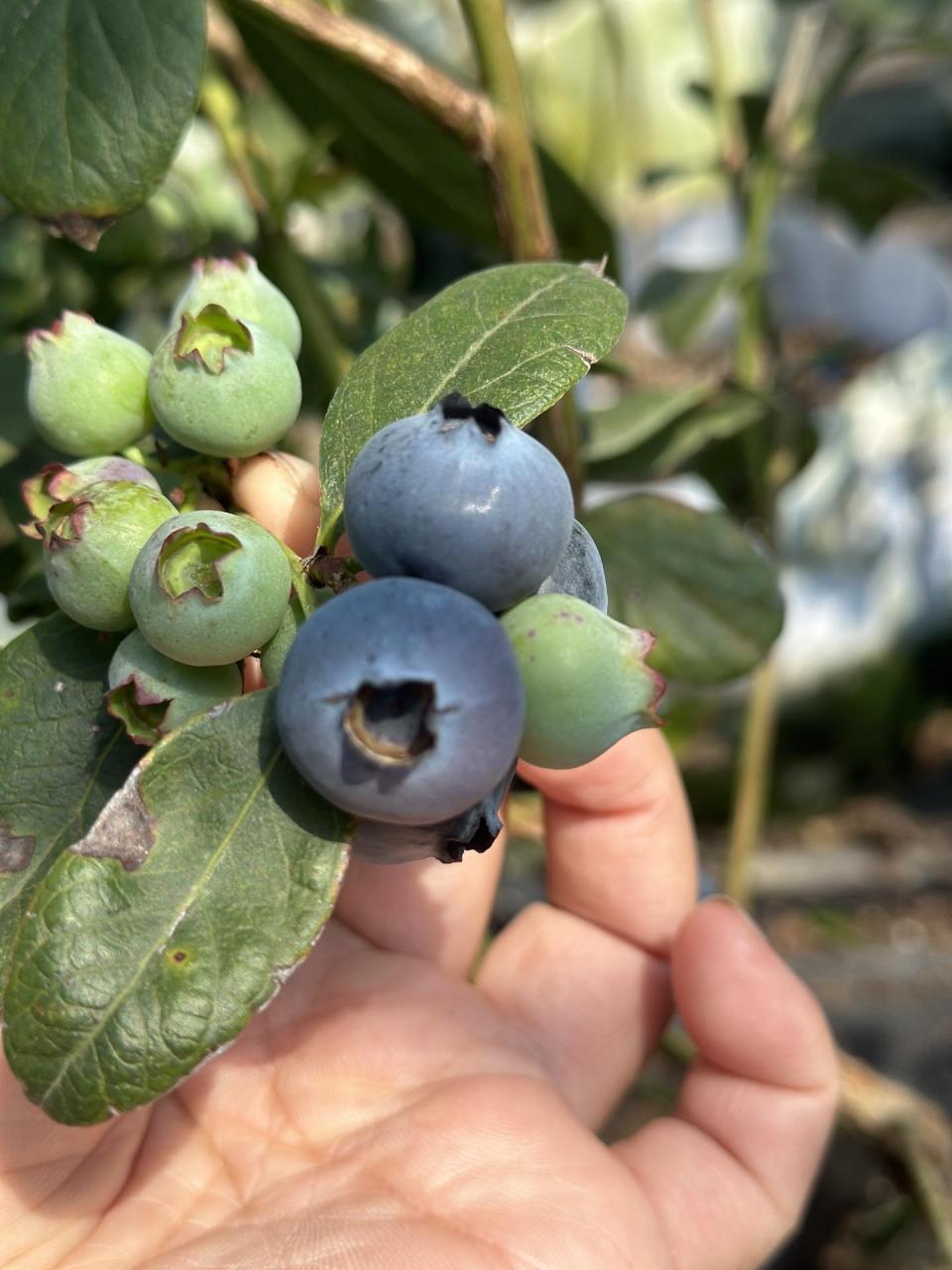 优瑞卡蓝莓个头比较大.成熟时间跟l25差不多.口感还行.