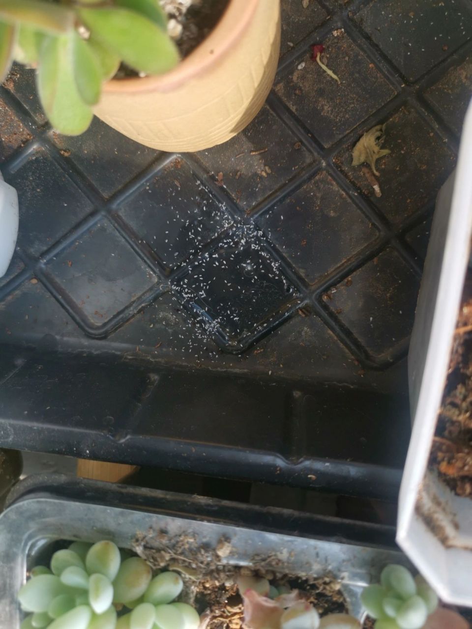 花盆底小白虫 求问是什么,怎么治,谢谢