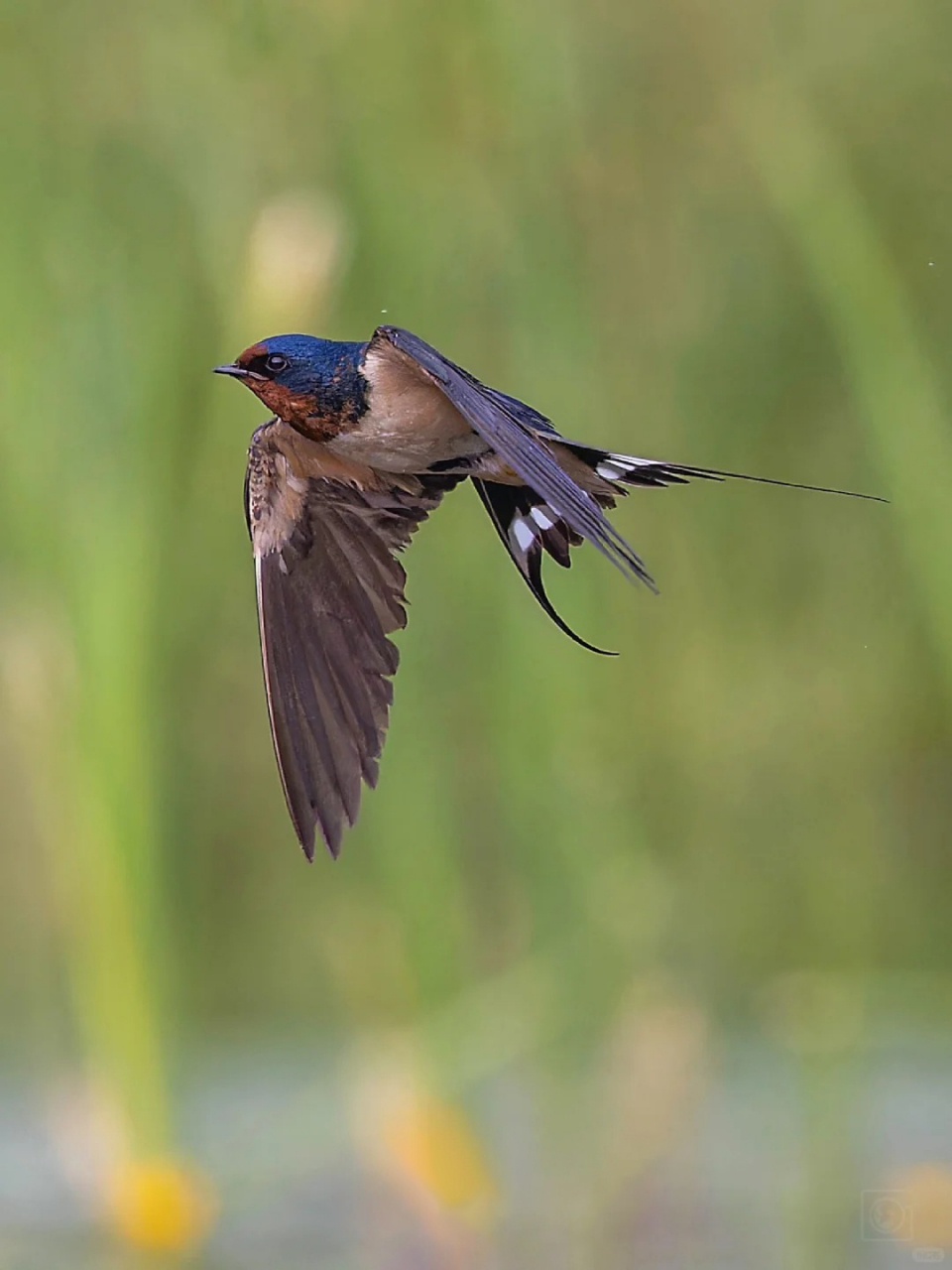 美景如画心陶醉,  共赏春光乐无穷.