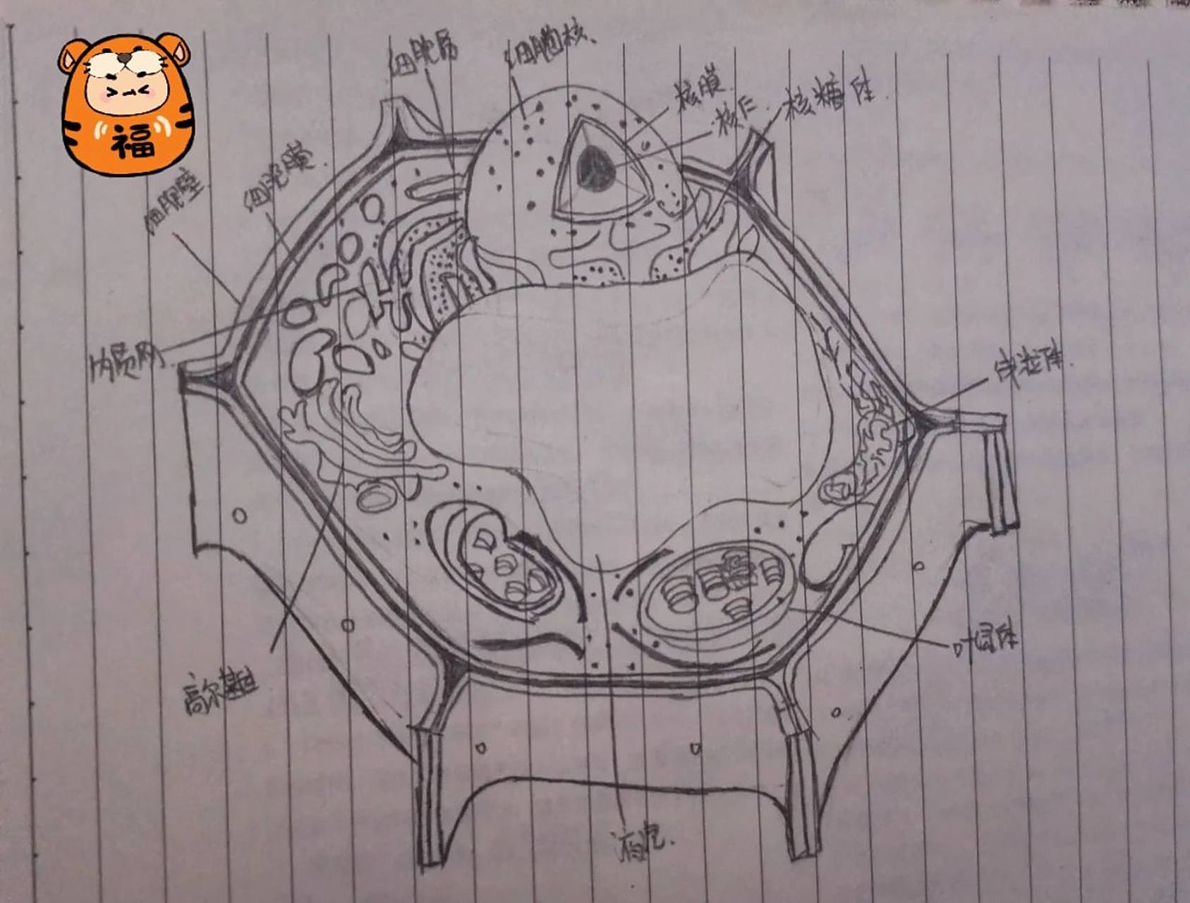 高中生物植物细胞结构手绘图 供参考.