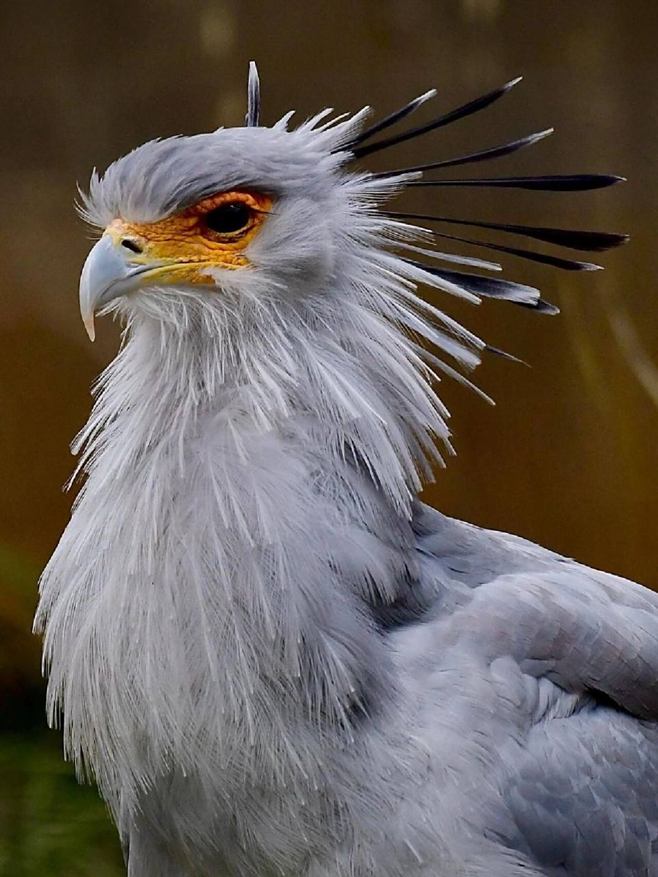 最猛美妆博主——蛇鹫  又称秘书鸟.