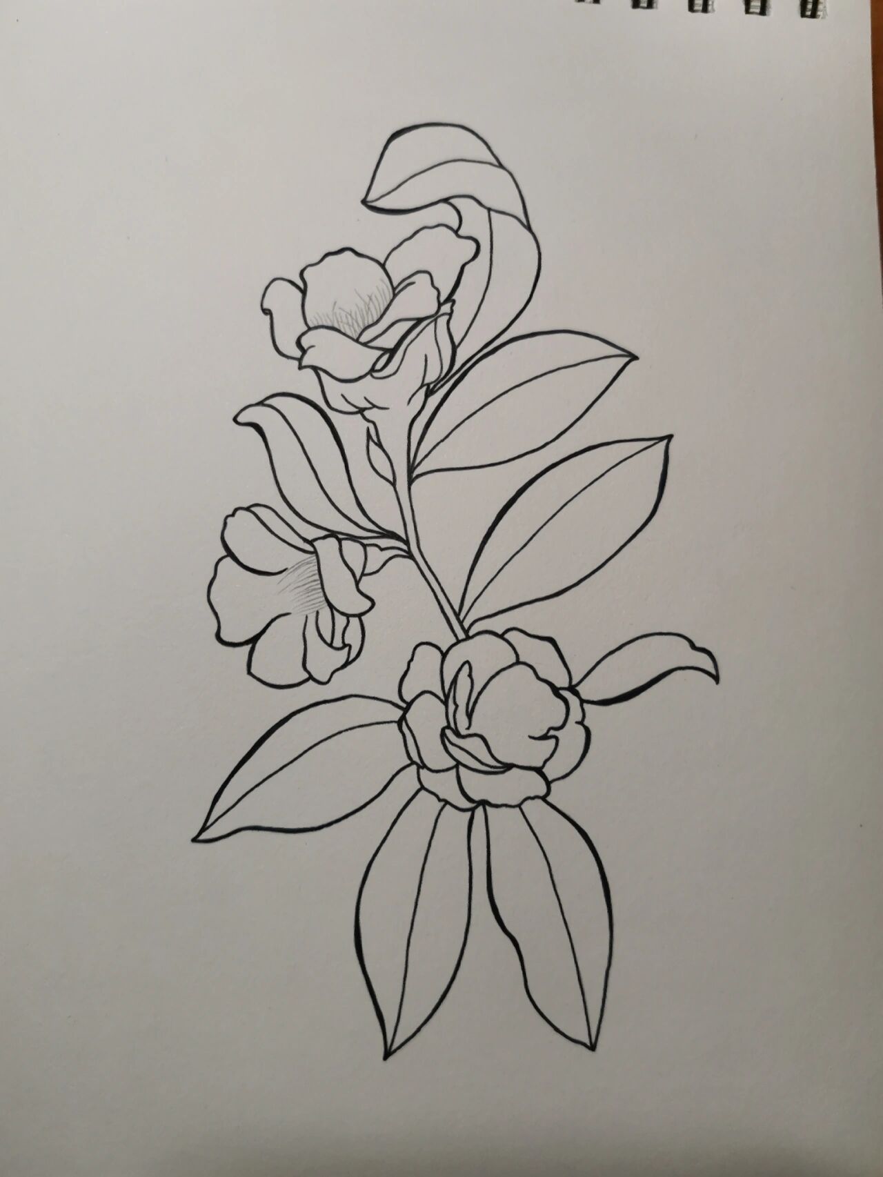 零基础学画画126～金花茶