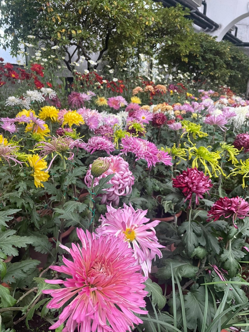 在吉林|江南公园菊花展这么逛,秒变自然课堂 周末高质量带娃,别再马观