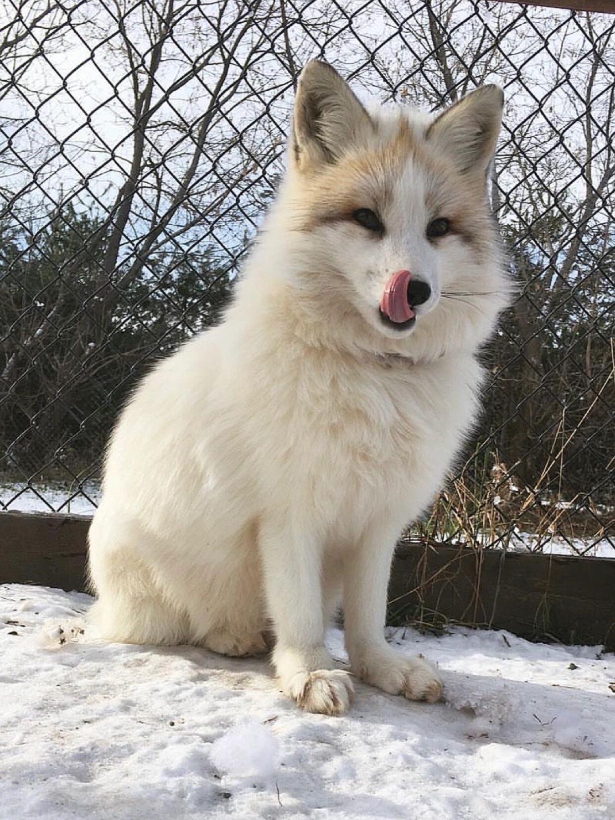 熊猫狐,又叫红大理石狐 red marble fox/红花熊猫狐/金大理石狐gold