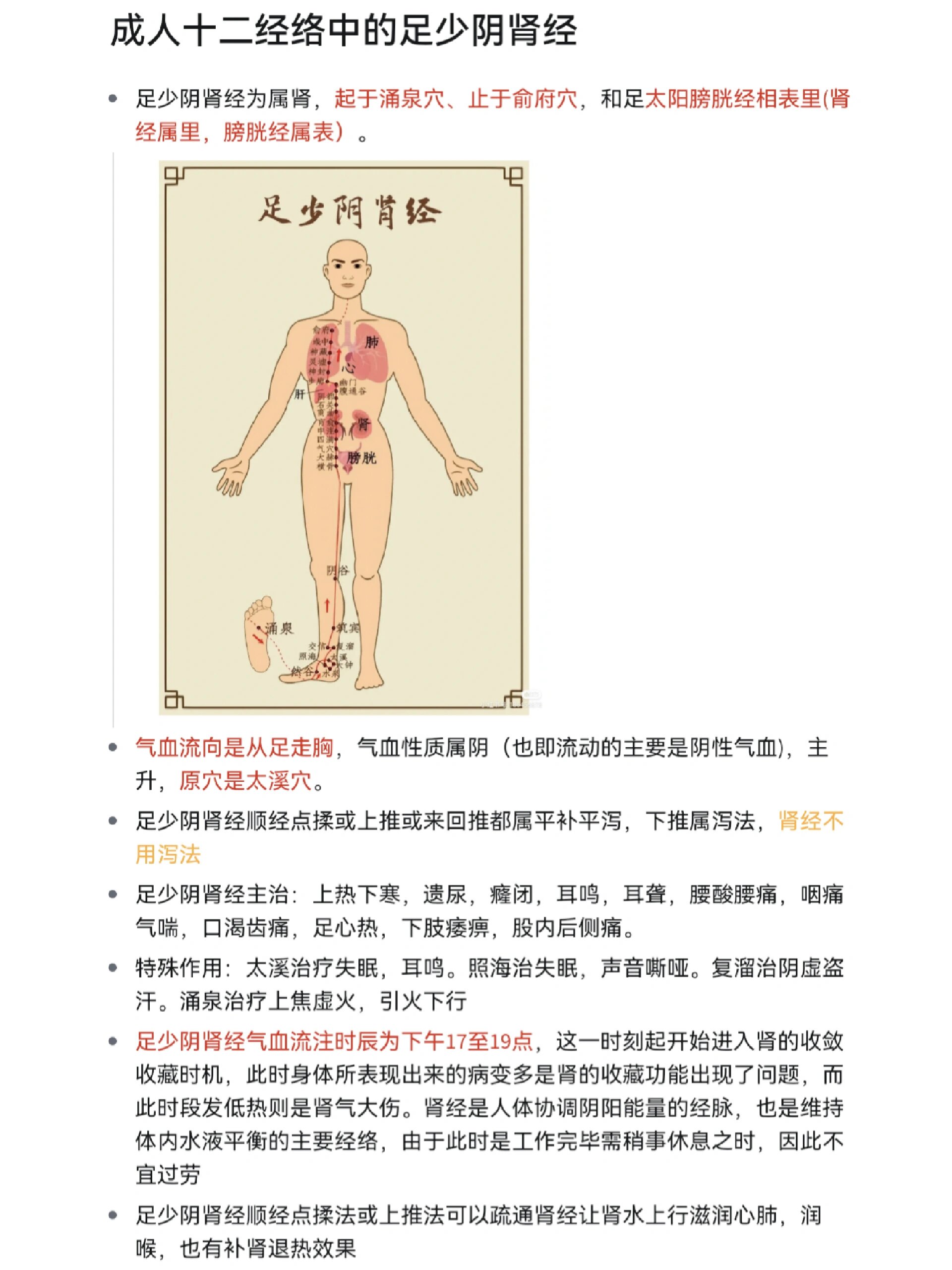 肾经位置图和作用图片