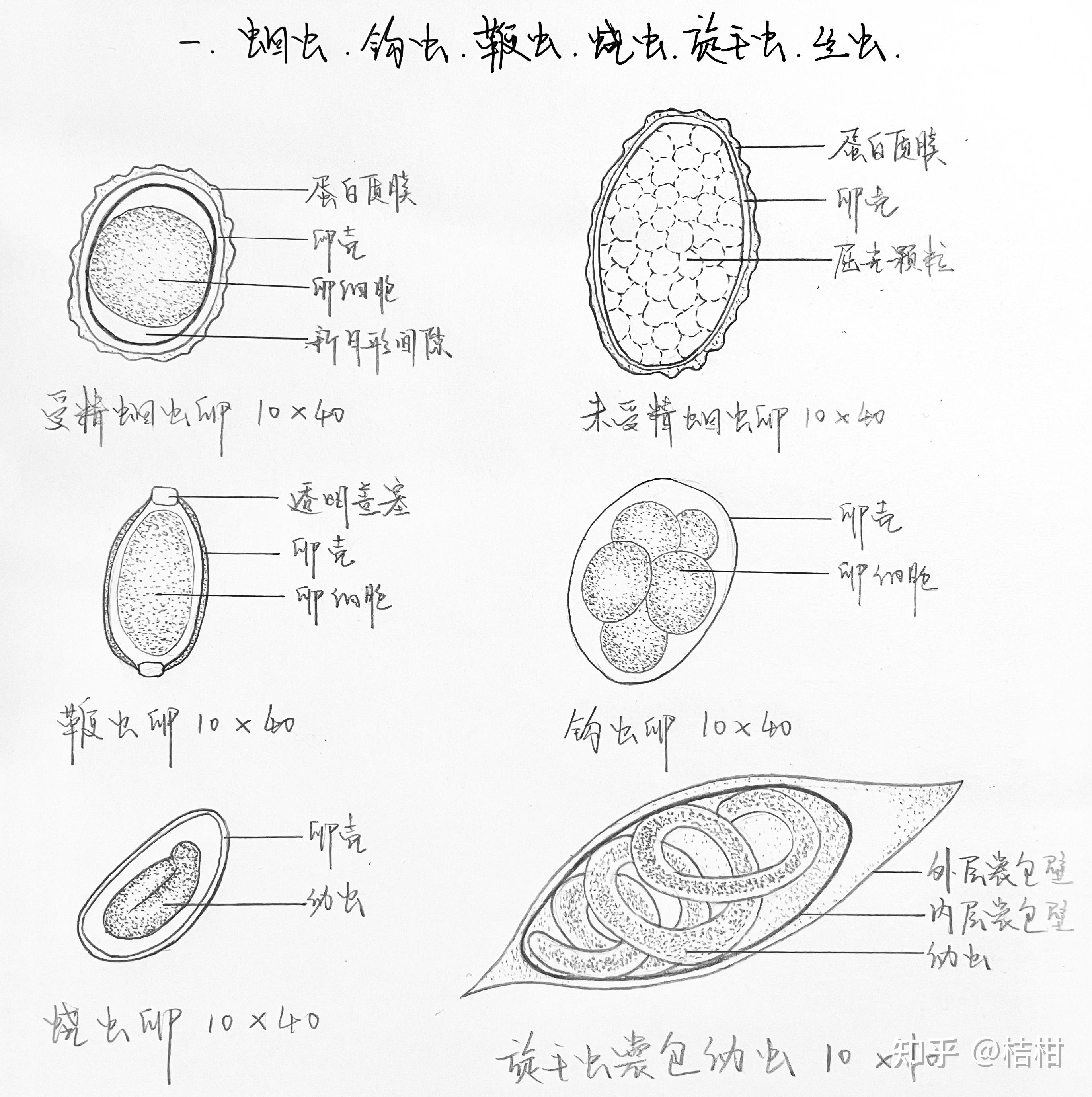 旋毛虫囊包绘图及标注图片