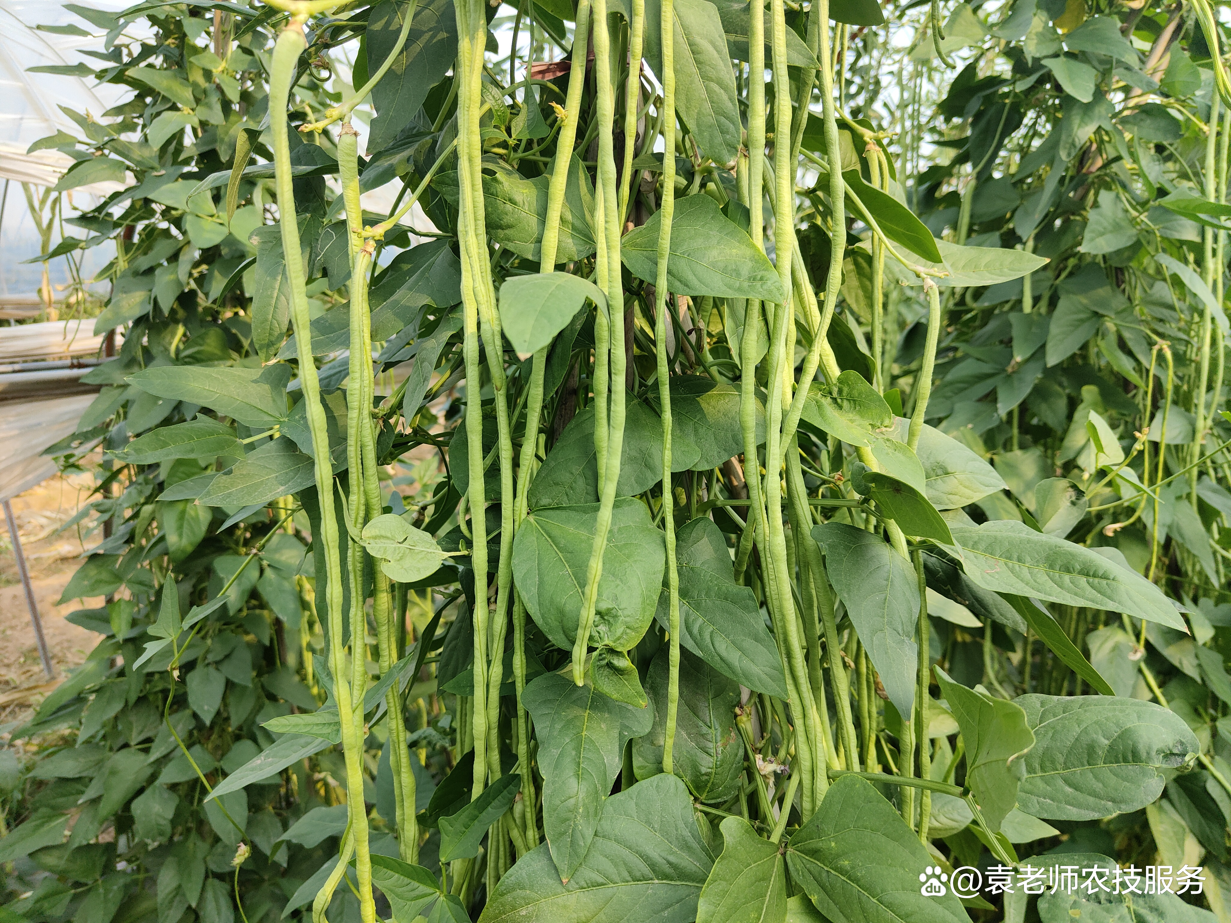 豆角是大家都喜欢的一种蔬菜,早春种植豆角可是个