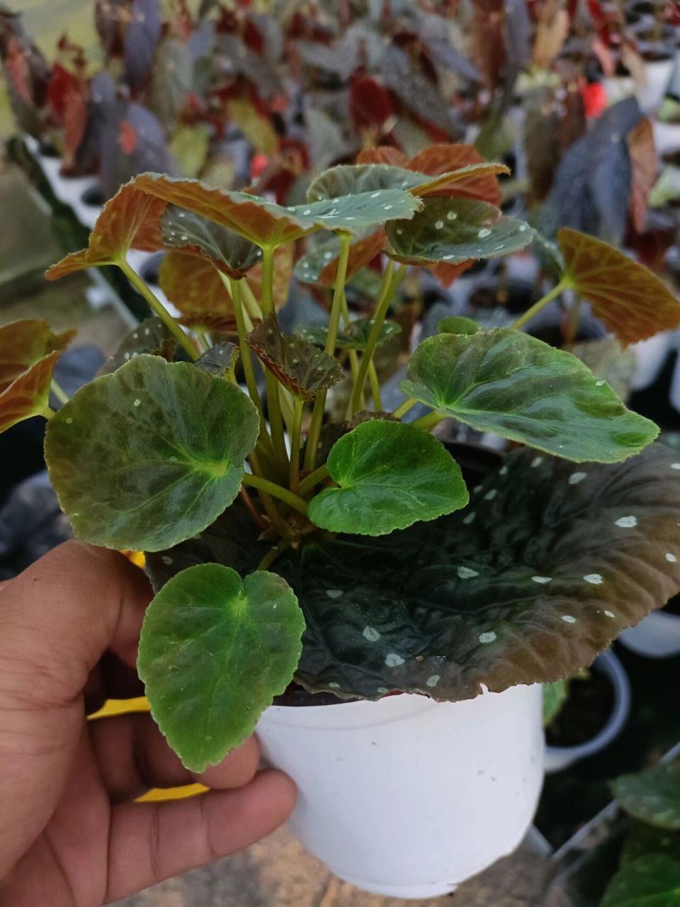 星空秋海棠叶插繁殖