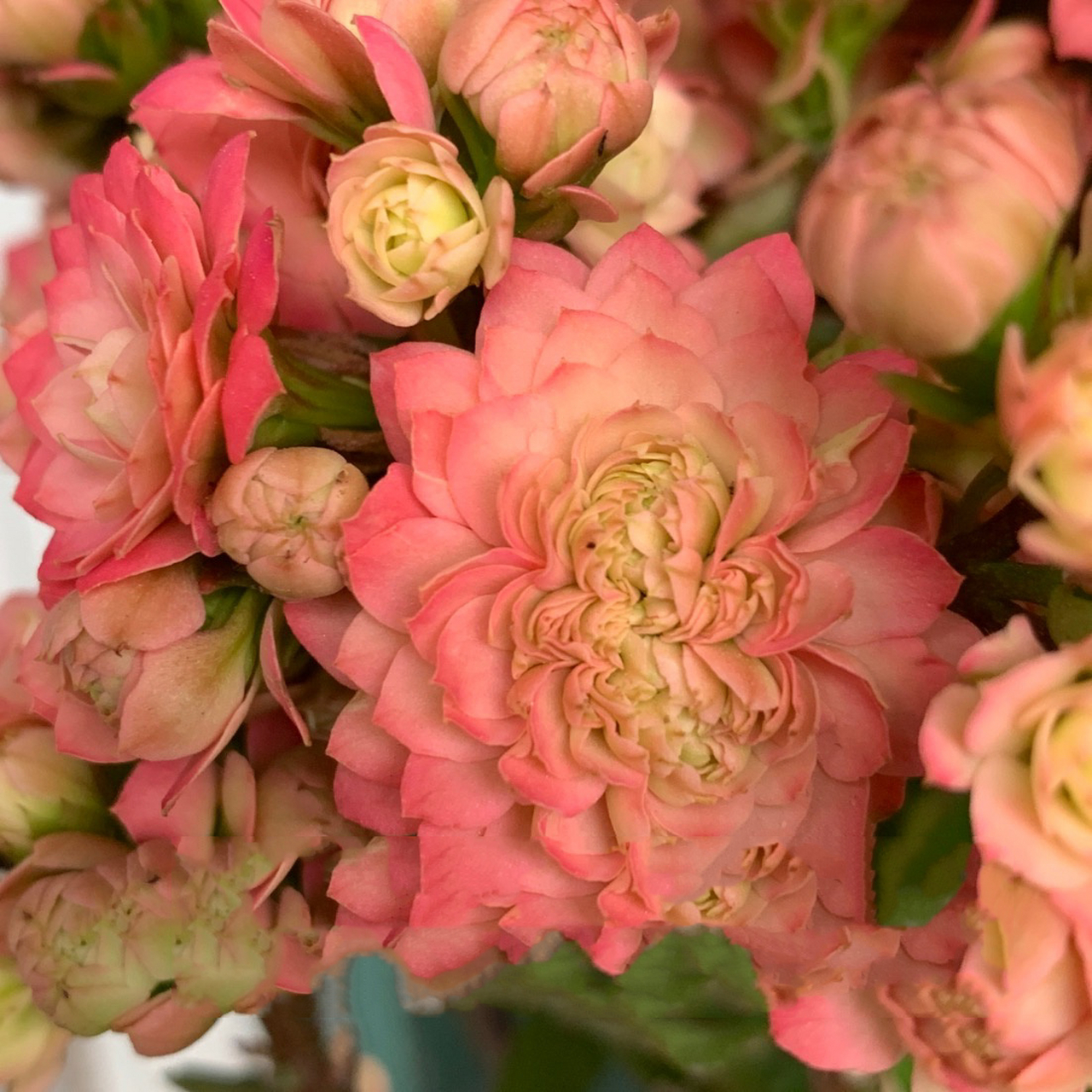 长寿花新品超大花葵花宝典 蜜桃渐变色的一款长寿花测试新品种,超大花