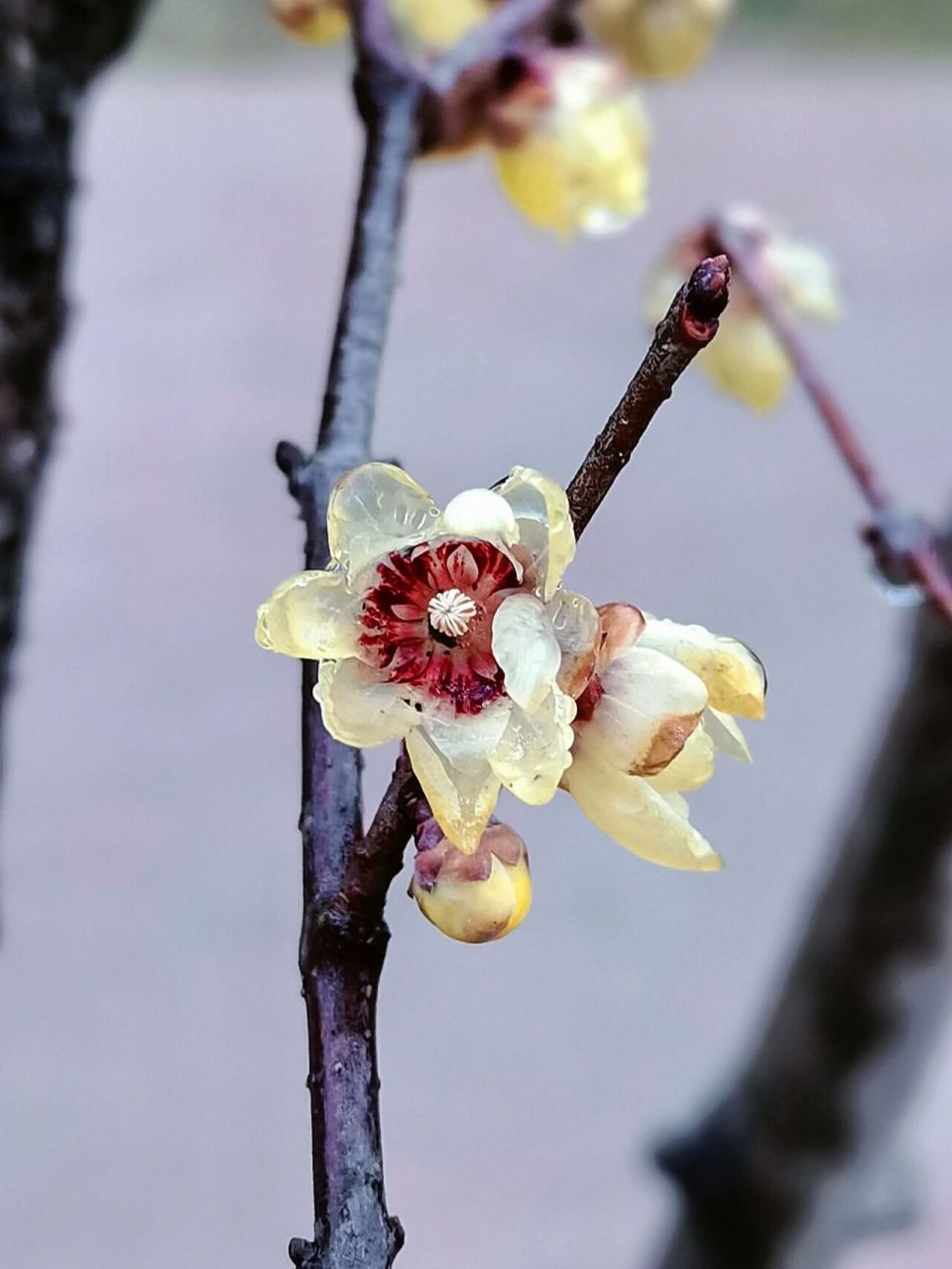 腊梅花图片之四