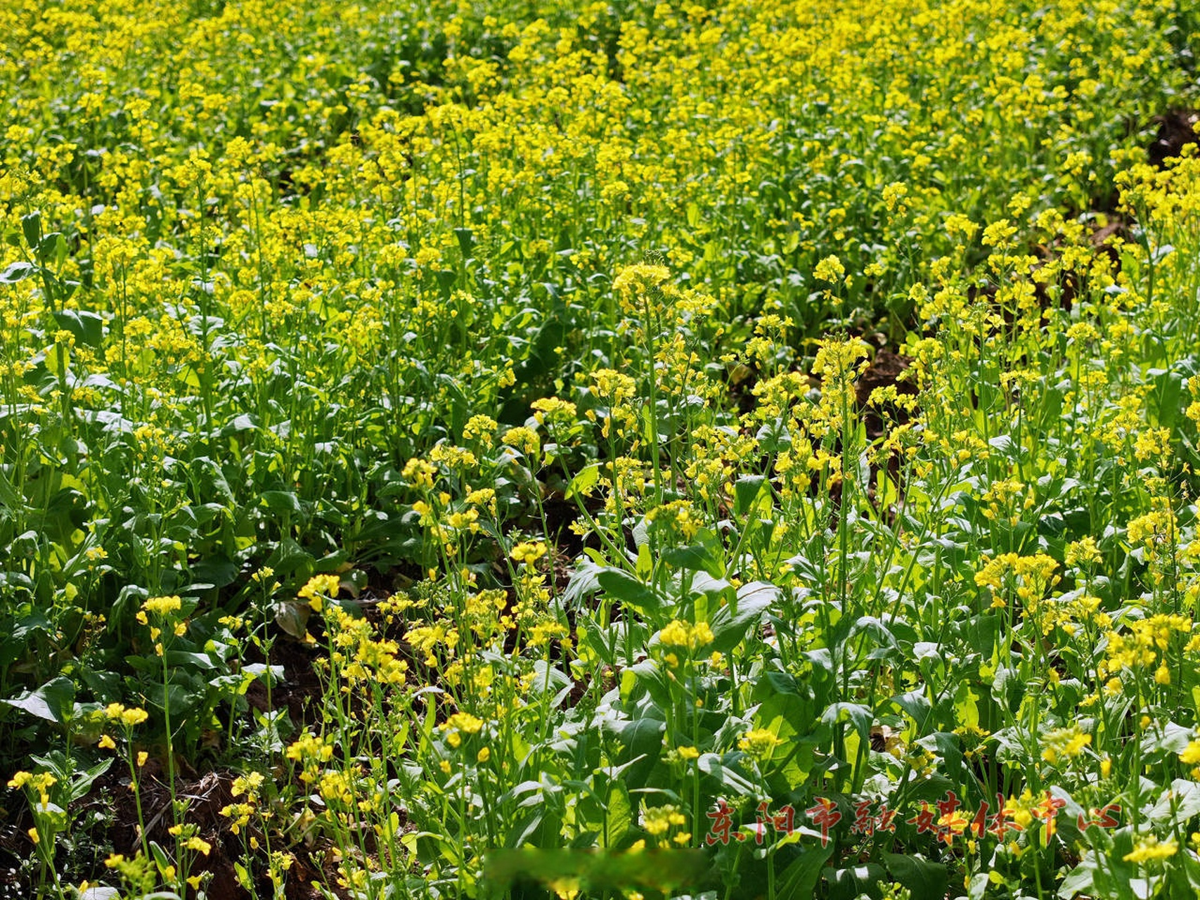 白溪江共享田园是一个集种植,观光,休闲,旅游,商业,生产,投资等功能于