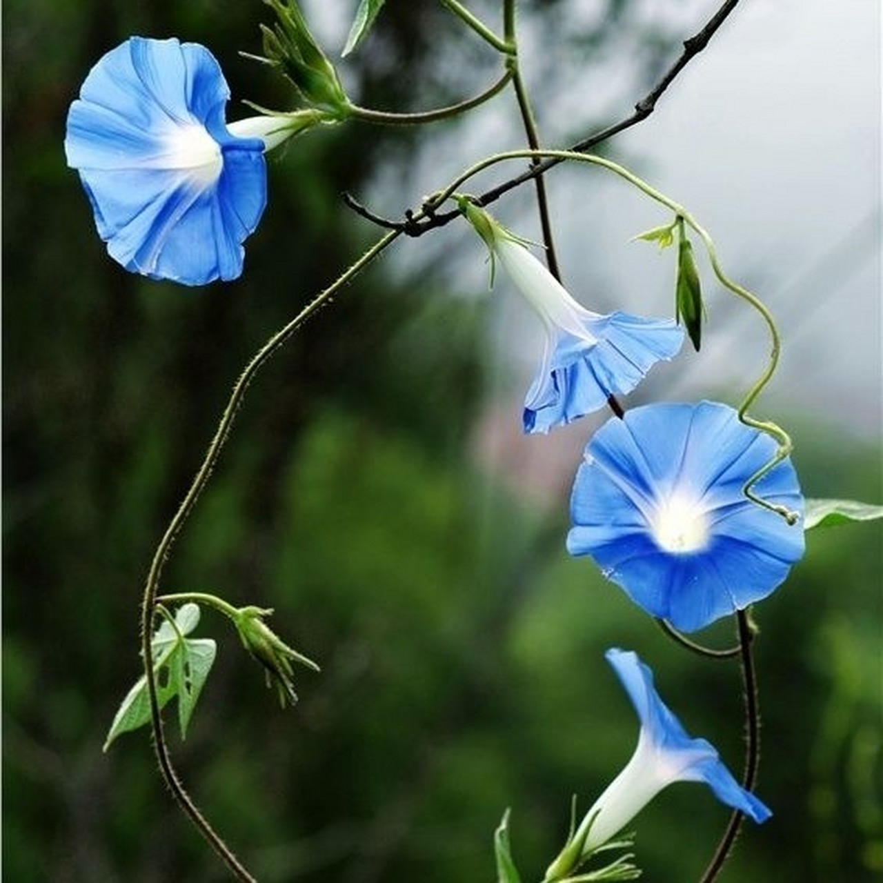 [ 38天 ] 学名 : 牵牛花      别名: 喇叭花 法语: liseron 花语