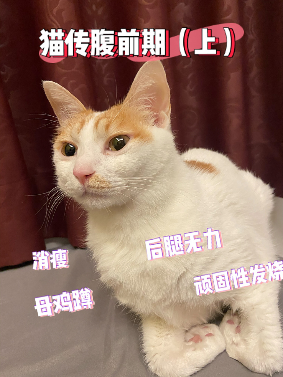 传腹日记0769♀15干性猫传腹早期症状表现 5月2号晚下班回家