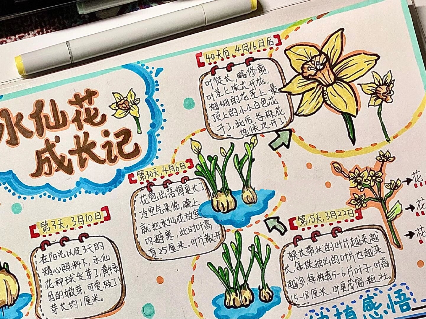 水仙花94自然笔记 水仙花成长记手抄报