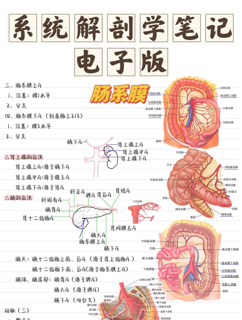 肠袢解剖图图片