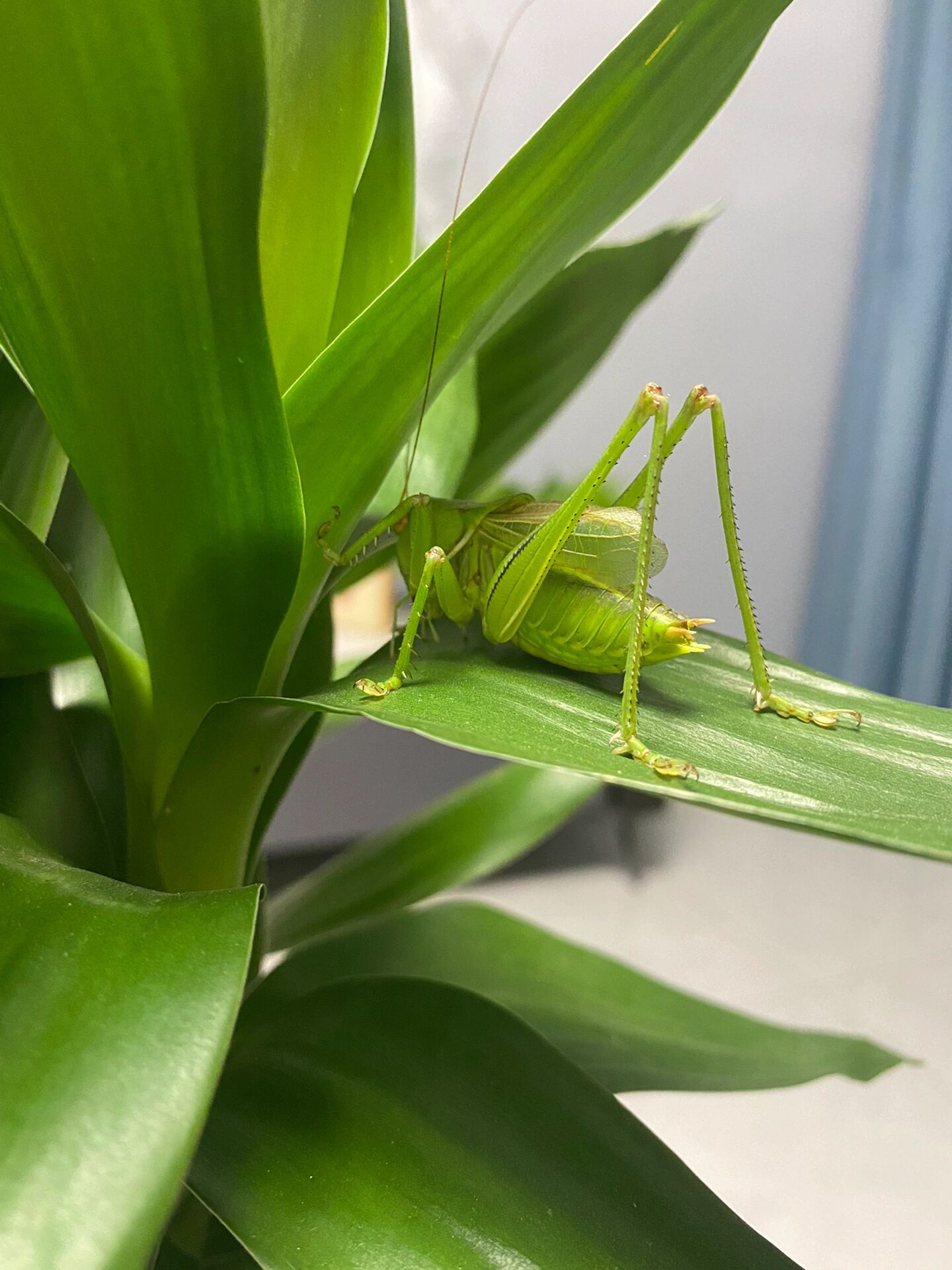 一只满翠的天津翡翠绿蝈蝈