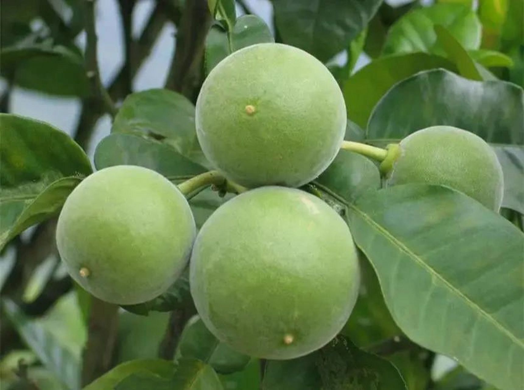 化橘红的制作工艺 1,化橘红来源于同科植物化州柚或柚的干燥未成熟外