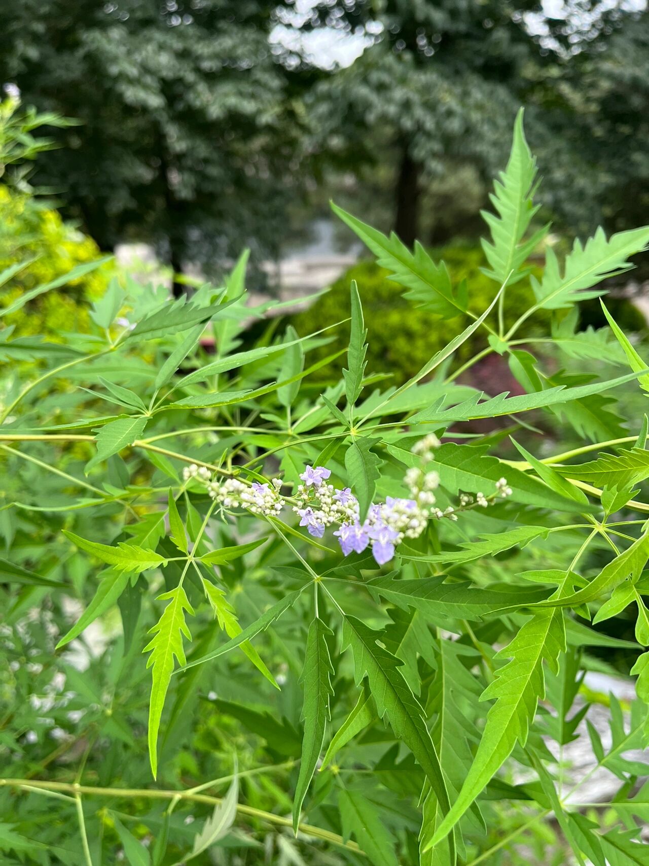 荆草图片百科图片